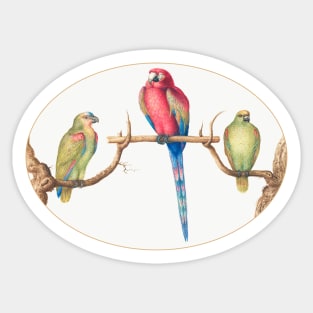 Scarlet Macaw with Two Smaller Green Parrots (1575–1580) Sticker